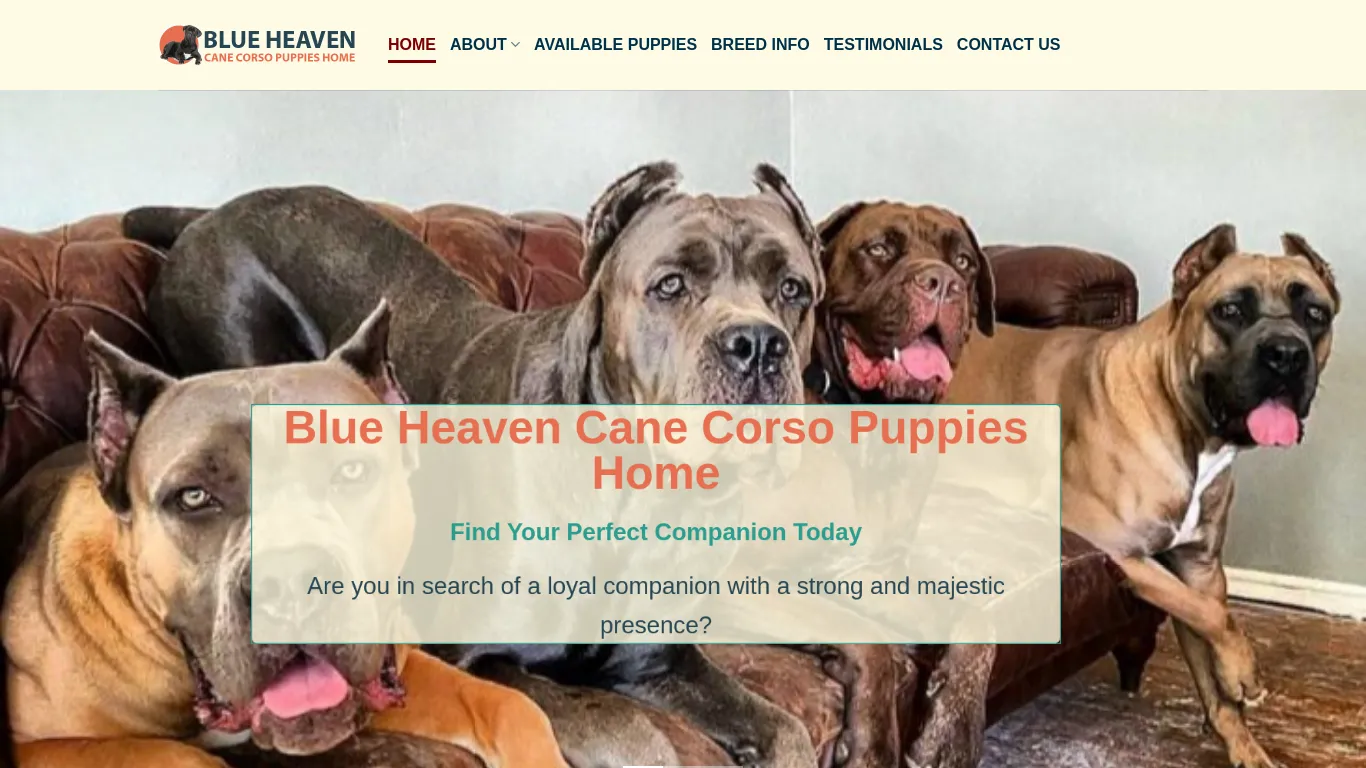 is Blue Heaven Cane Corso Puppies Home – Cane Corso puppies for sale legit? screenshot