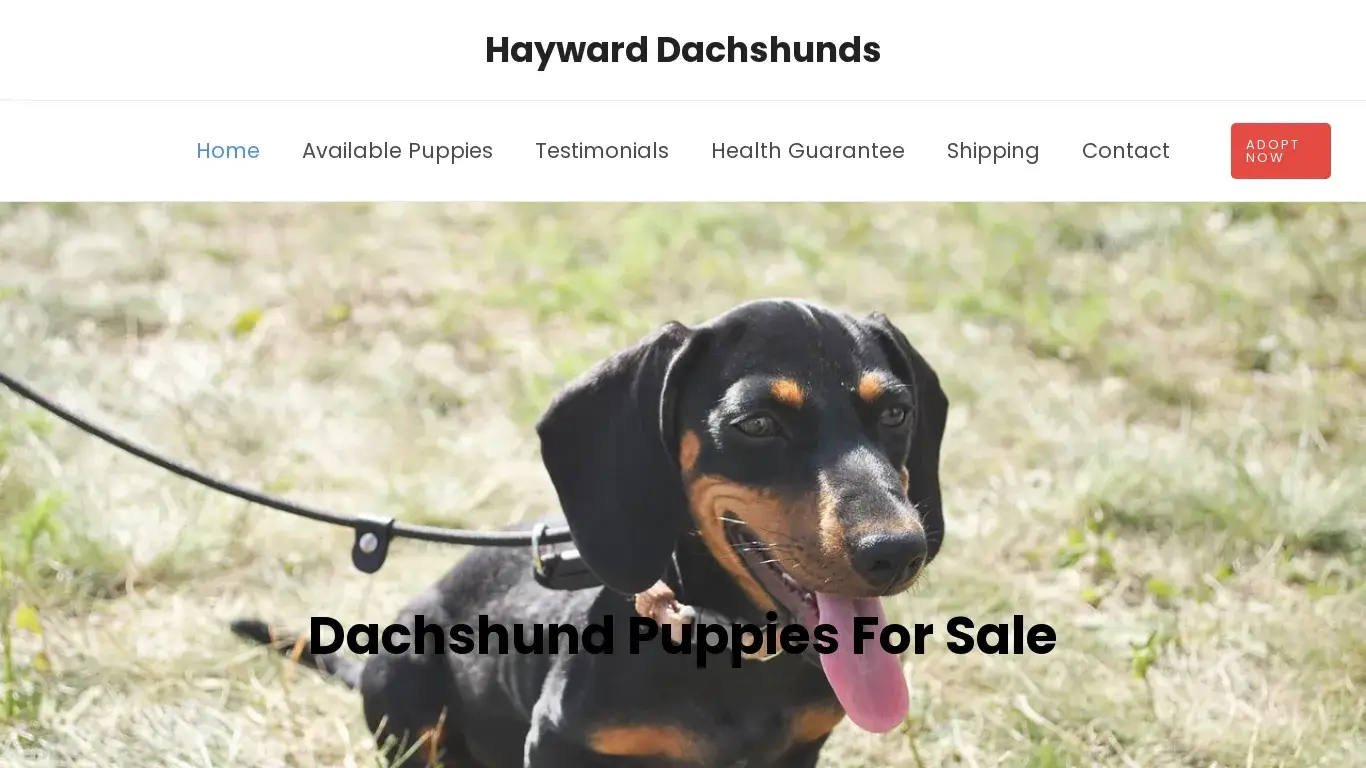 is Hayward Dachshunds – Dachshund Puppies For Sale legit? screenshot