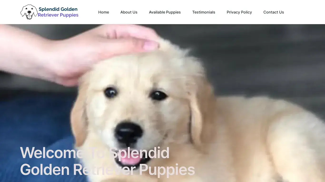 is Splendid Golden Retriever Puppies – Quality Golden Retriever Puppies legit? screenshot
