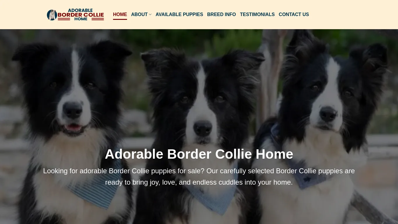 is Adorable Border Collie Home – Border Collie Puppies For Sale legit? screenshot