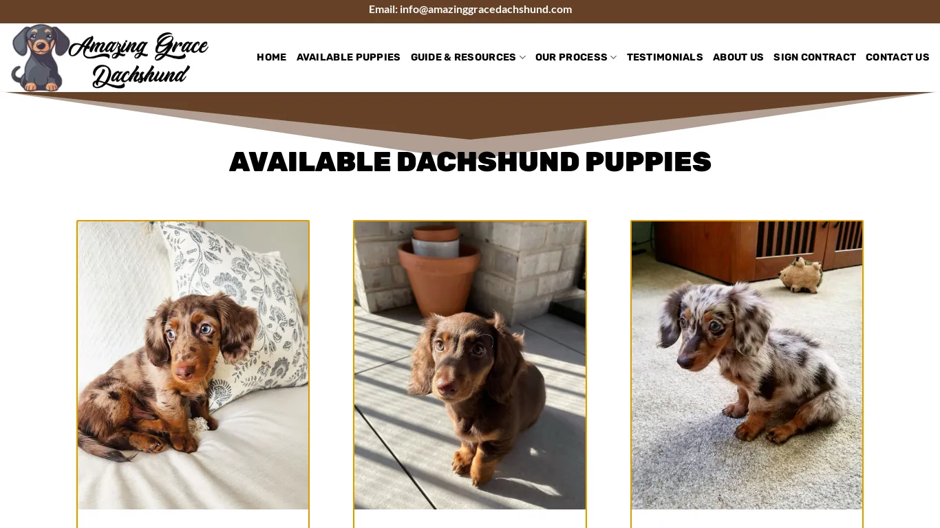 is Amazing Grace Dachshund – Cute Puppies For Sale legit? screenshot