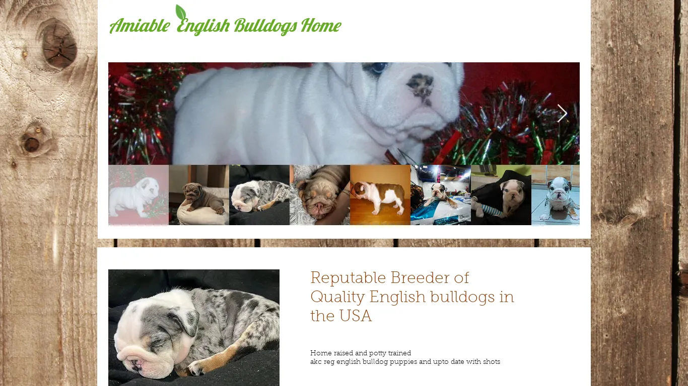 is English Bulldog Dog Puppies | Amiable English Bulldogs Home legit? screenshot
