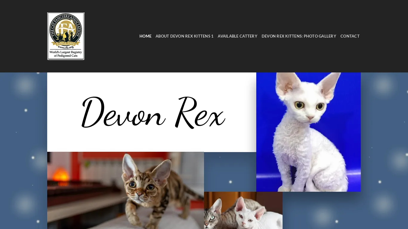 is Devon Rex kittens - Devon Rex legit? screenshot