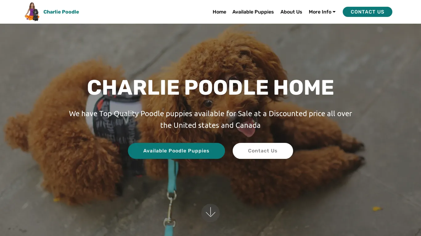 is Welcome - Charlie Poodle Home|Buy Healthy Poodle Puppies Now legit? screenshot