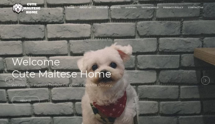 is Maltese puppies for sale Canada - teacup maltese puppies 1 legit? screenshot