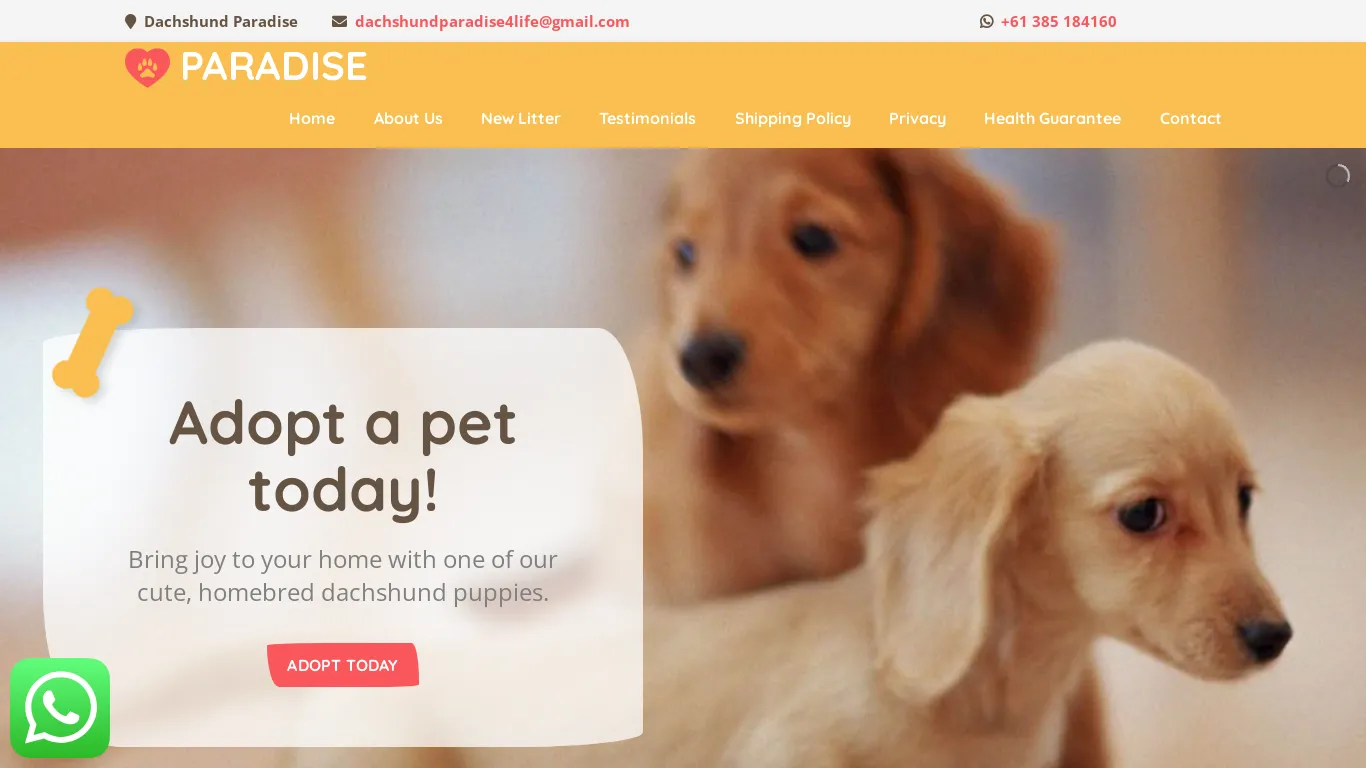 is Dachschund Paradise - Homebred Dachshund Puppies For Sale legit? screenshot