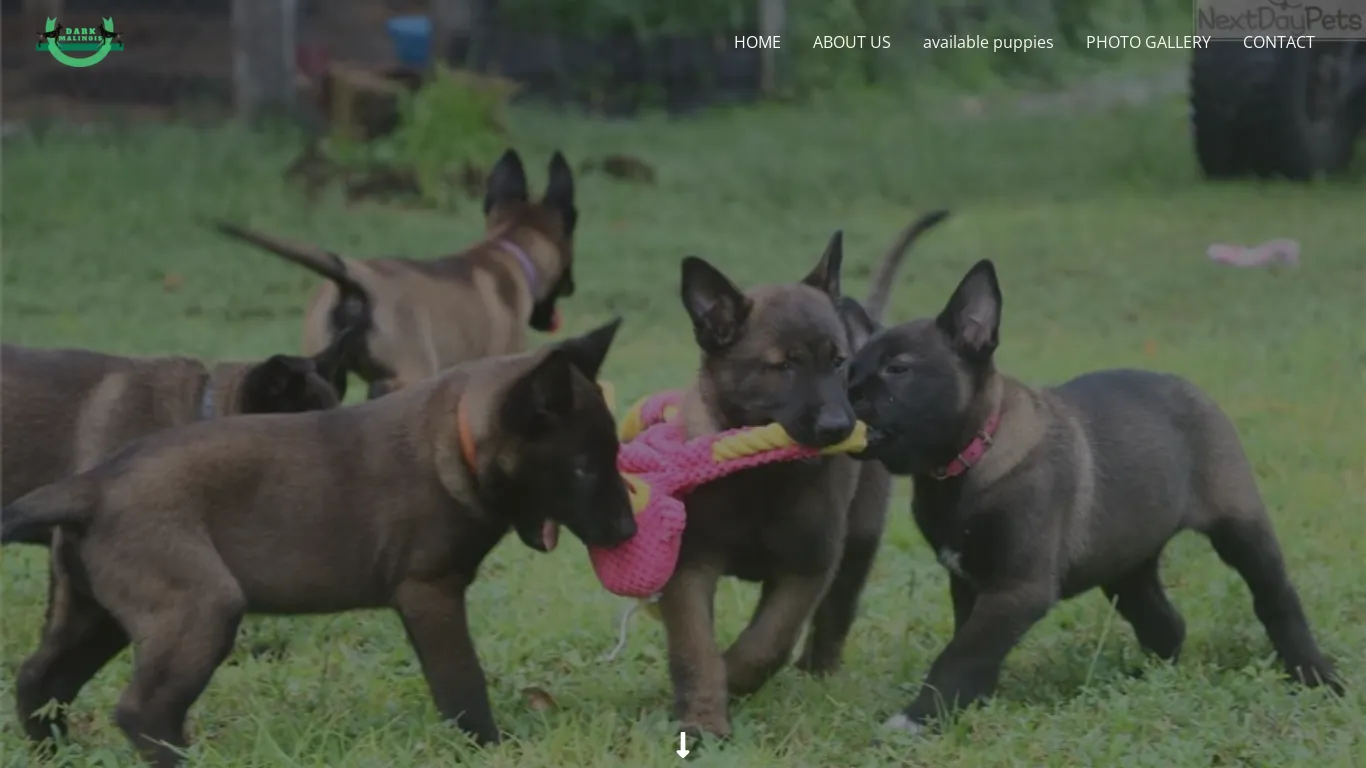 is HOME - Dark Maliois Puppies legit? screenshot
