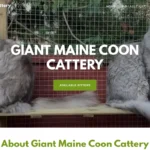 Is Giantmainecooncattery.com legit?