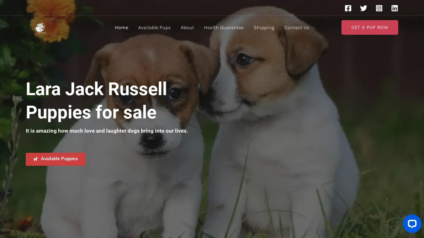 is Lara Jack Russell – Buy Jack Russell Pups online legit? screenshot