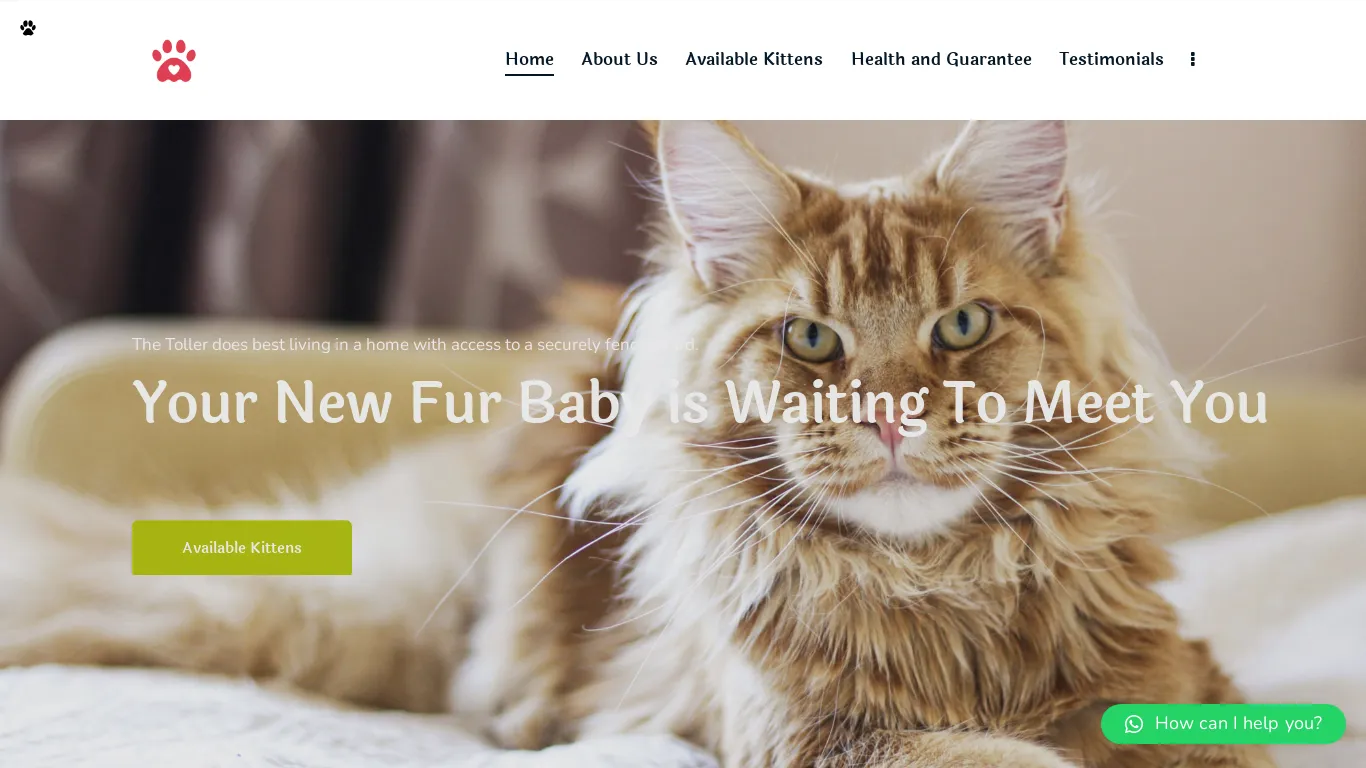 is Lithecoons – Adorable Mainecoons For Sale legit? screenshot