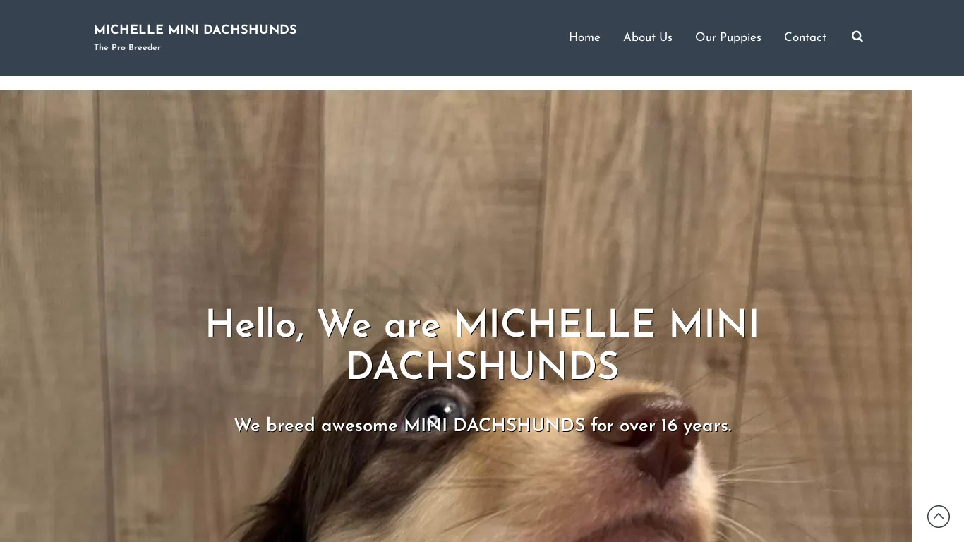 is Home - MICHELLE MINI DACHSHUNDS legit? screenshot