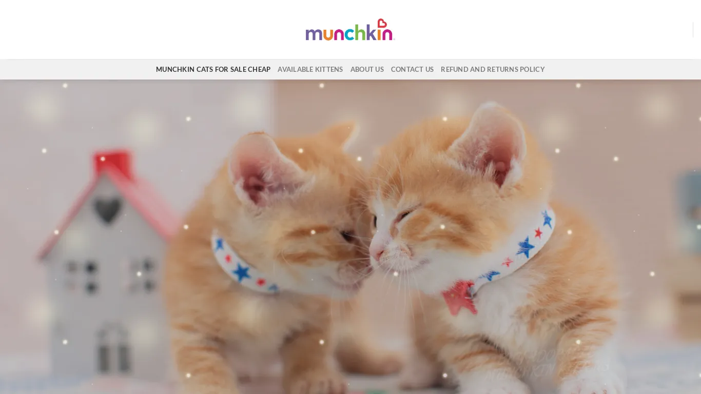is Munchkin Cats For Sale Cheap - Munchkin kitten Home legit? screenshot