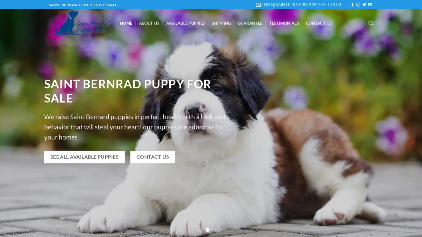 is Saint Bernard Puppies For Sale | Saint Benard Puppies for Sale Near Me – Best  Saint Bernard Puppy Breeders Worldwide legit? screenshot