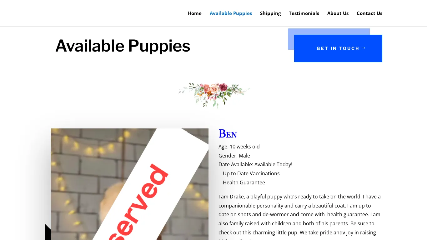 is The Champion Poms | Pomeranian Puppies for sale legit? screenshot