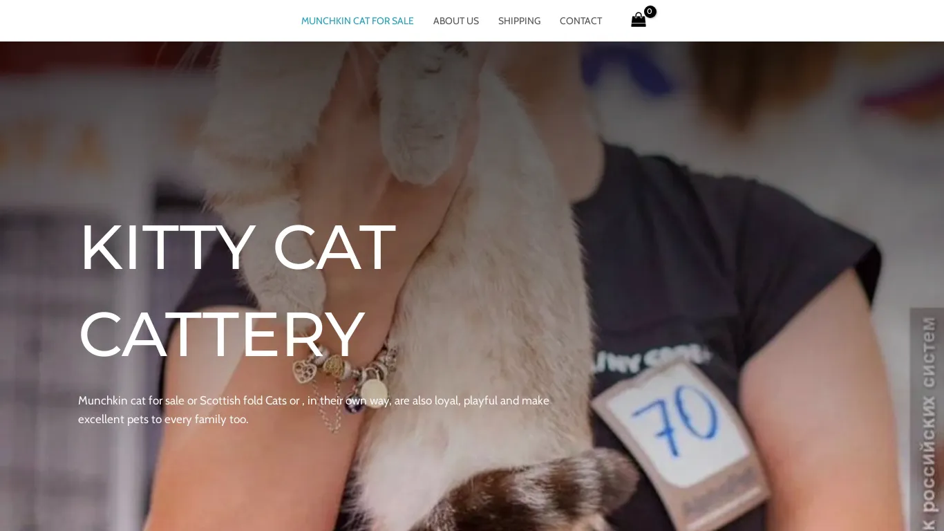 is munchkin cat for sale | munchkin cat for adoption legit? screenshot