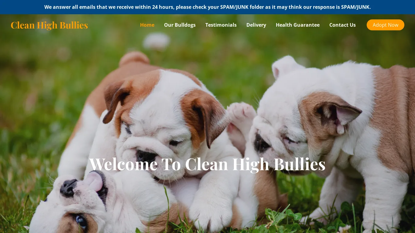 is Clean High Bullies – Purebred English Bulldogs For Sale legit? screenshot