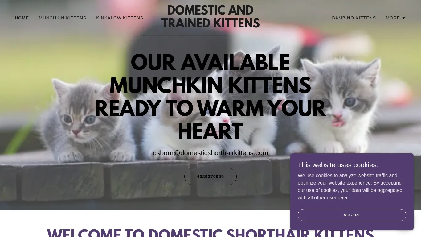 is Find Korat Kitten for Sale at Our Pet Store legit? screenshot
