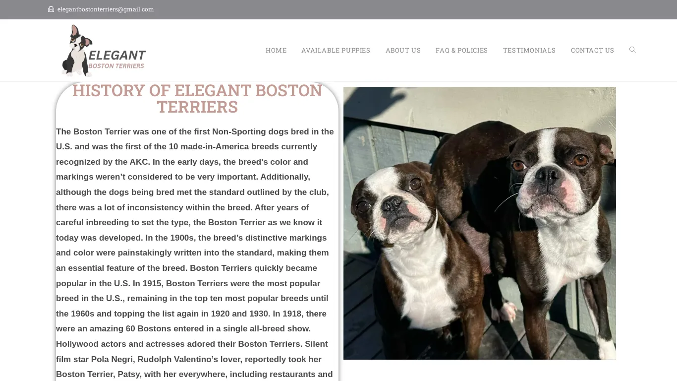 is Elegant Boston Terrier  – Licensed Boston Terrier  Breeders legit? screenshot