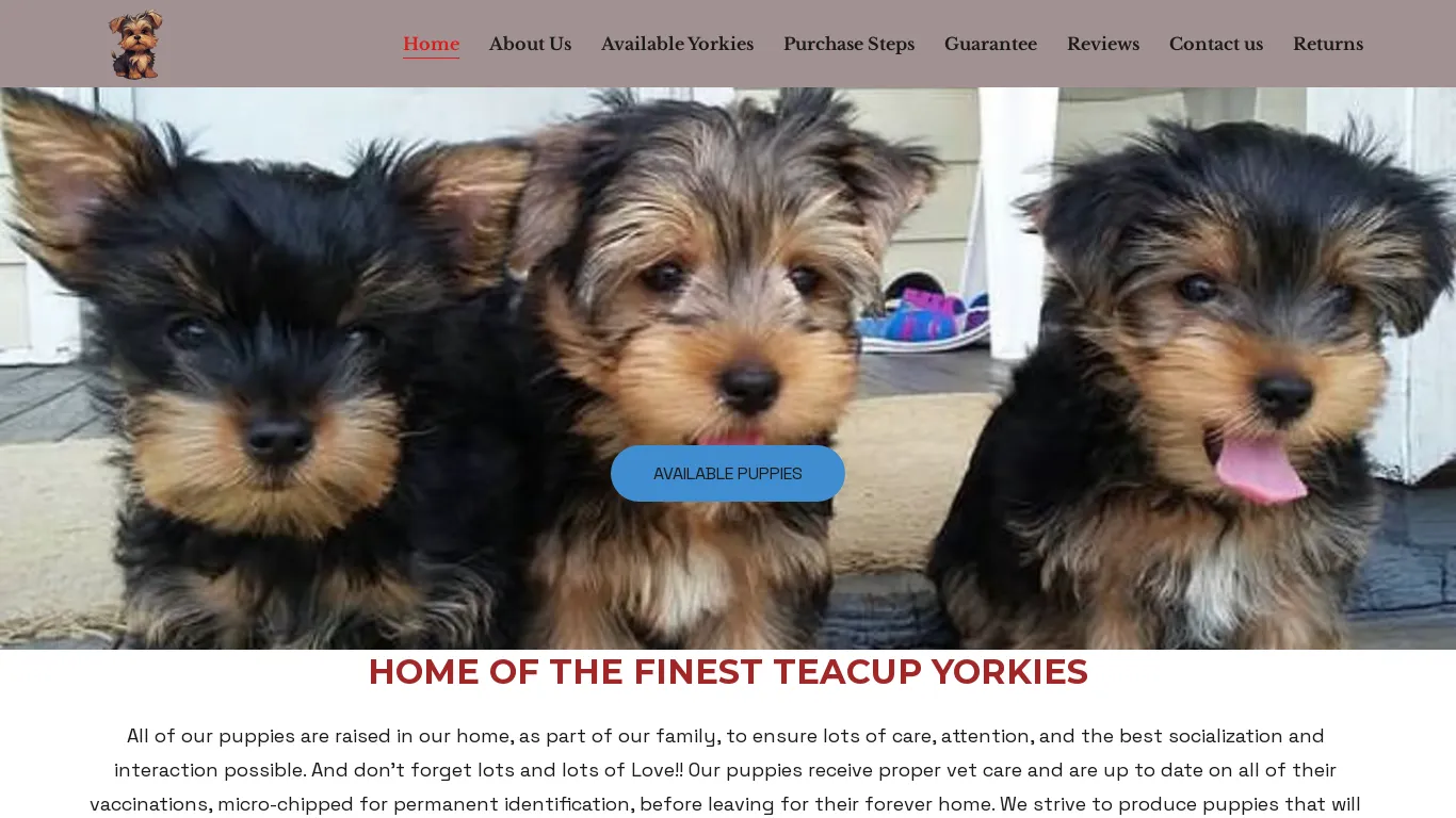 is Teacup Yorkies for Sale or Adoption - Find Adorable Yorkie Puppies | Teacup Yorkies legit? screenshot