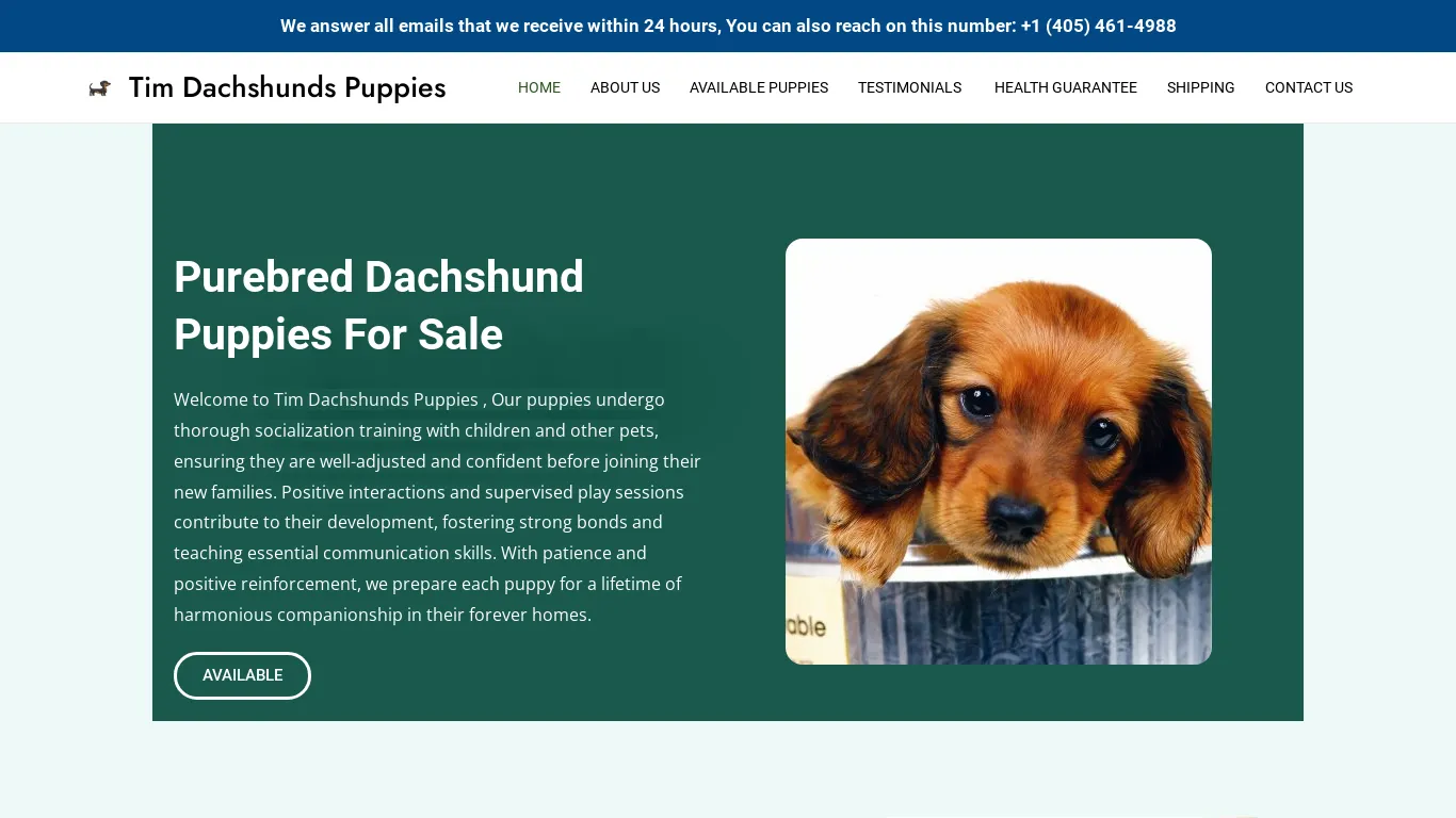 is Tim Dachshunds Puppies – Purebred Dachshund Puppies For Sale legit? screenshot