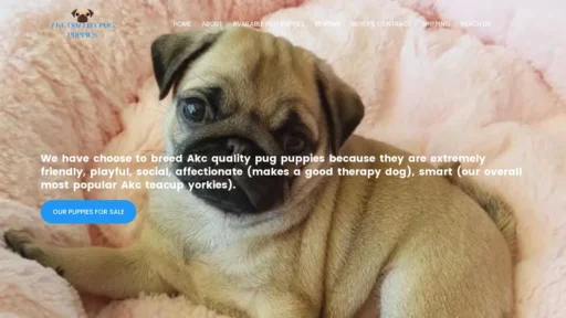 A screenshot of Akcqualitypugpuppies.com