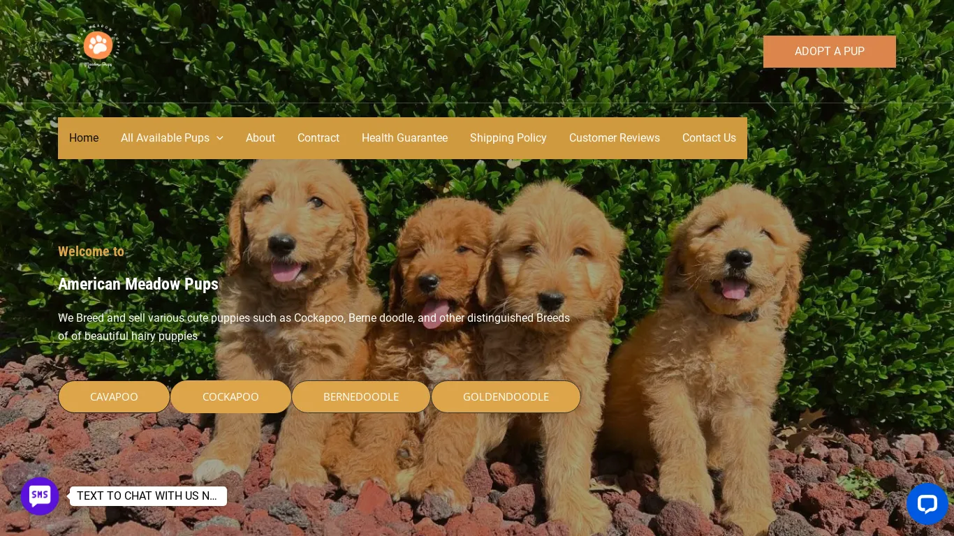 is americanmeadowpuppies.com legit? screenshot