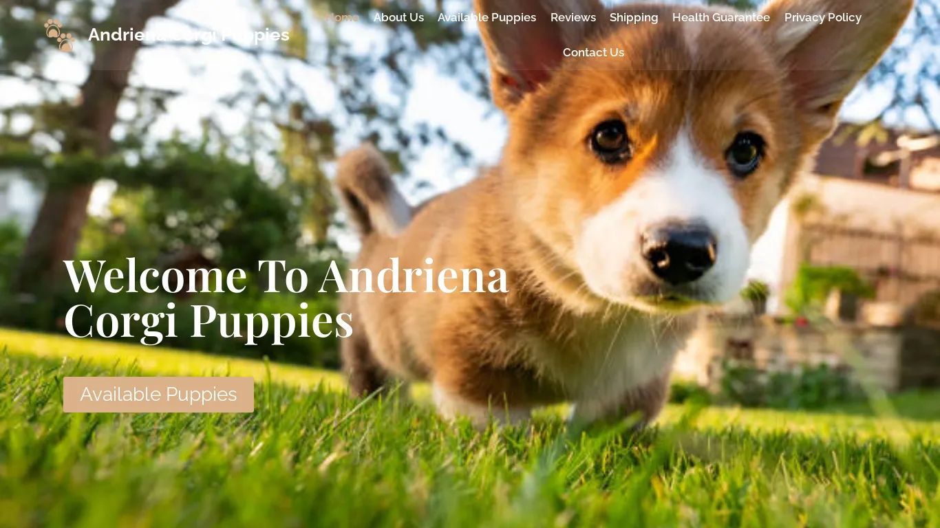 is Andriena Corgi Puppies legit? screenshot