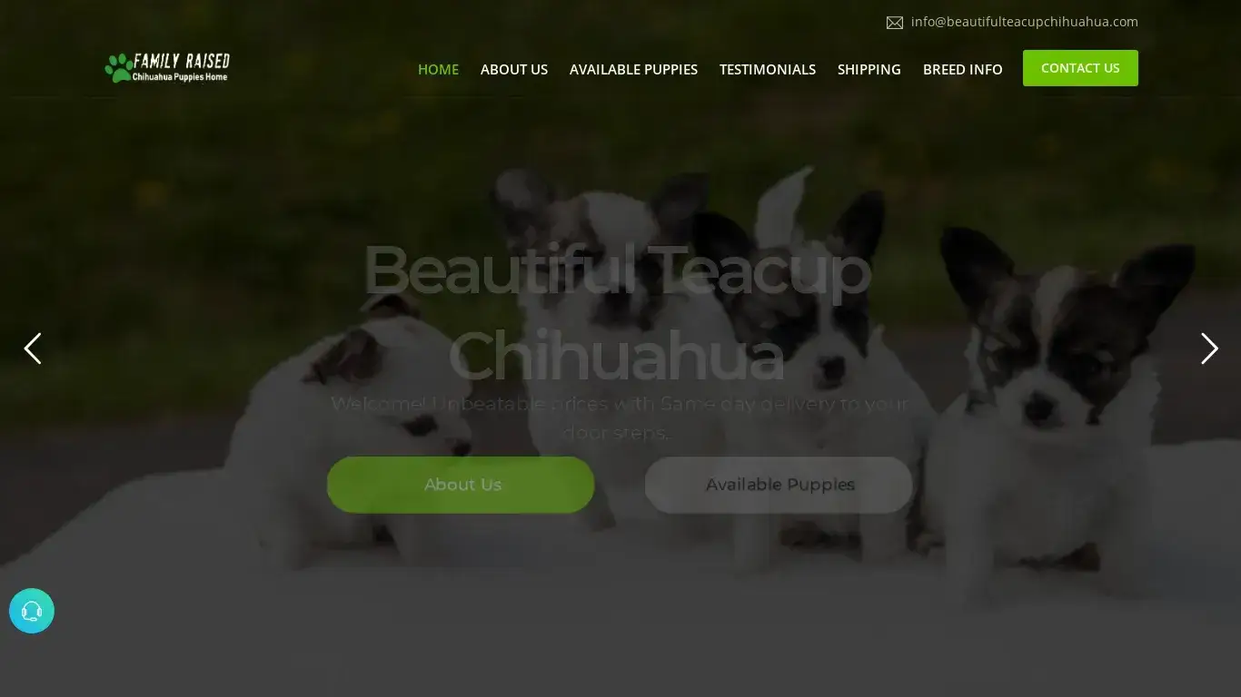 is Beautiful Teacup Chihuahua | Home legit? screenshot