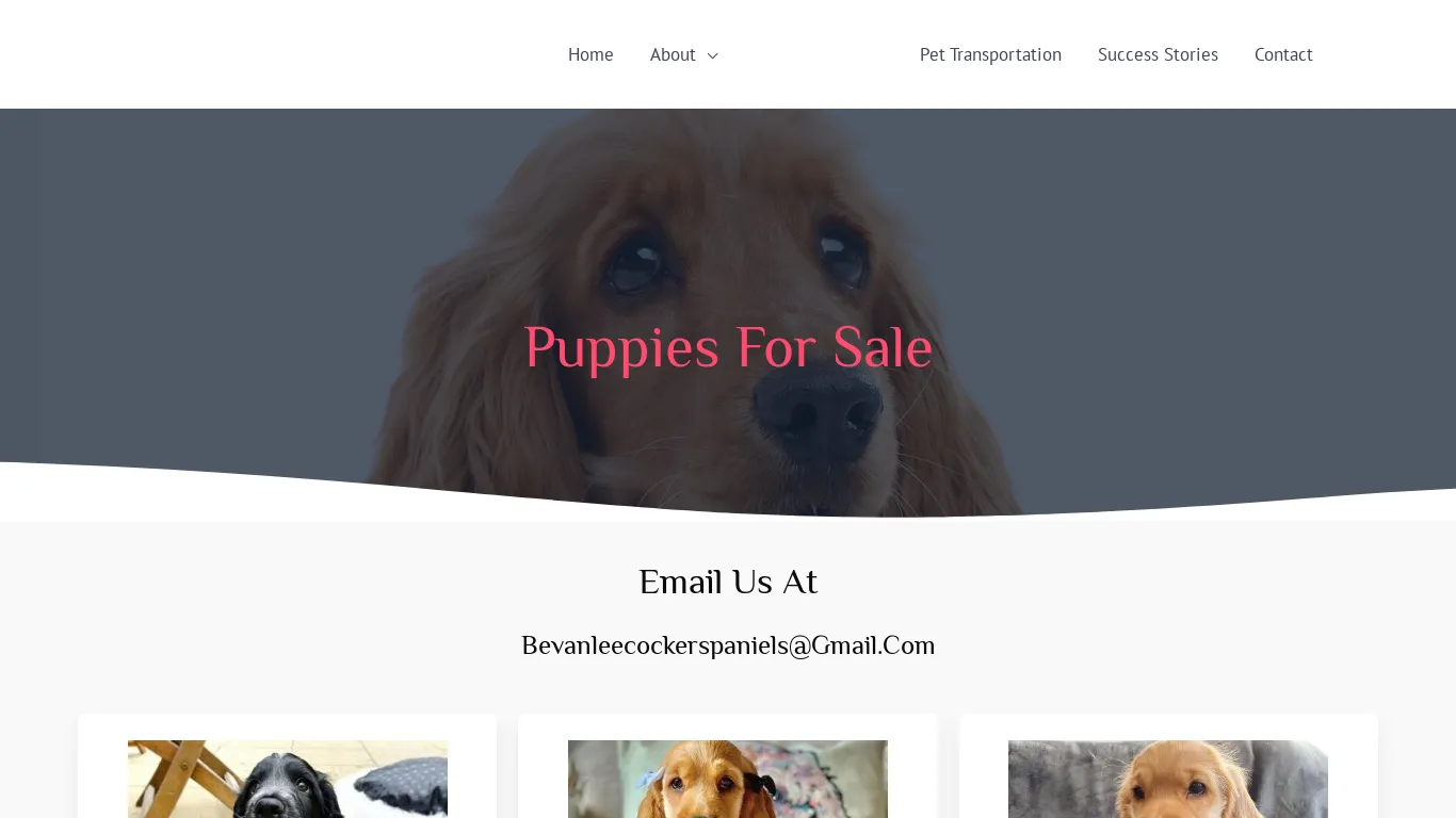 is Bevanlee Cocker Spaniels – Cocker Spaniel For Sale legit? screenshot