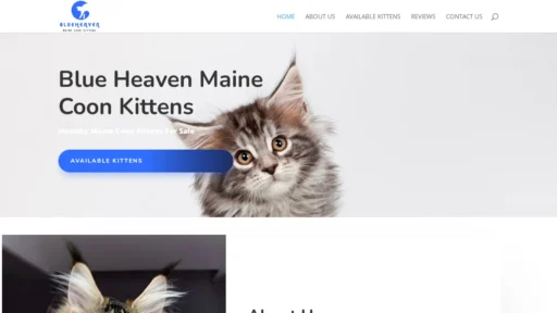 A screenshot of Blueheavenmainecoonkittens.com