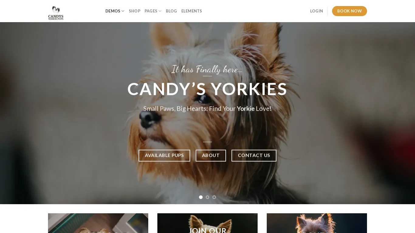 is Candys Yorkie Puppies – Yorkie pupies legit? screenshot