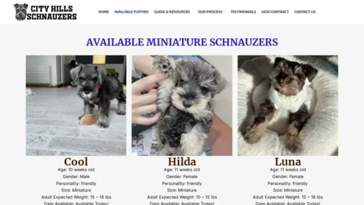 A screenshot of Cityhillschnauzers.com