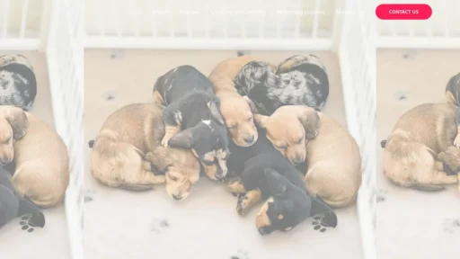 A screenshot of Cutedachsforssale.com
