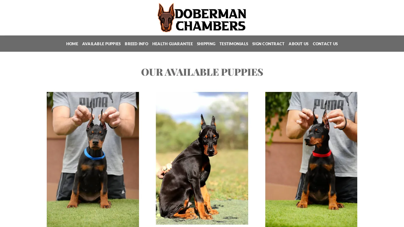 is Doberman Chambers – Cute Doberman Puppies For Sale legit? screenshot