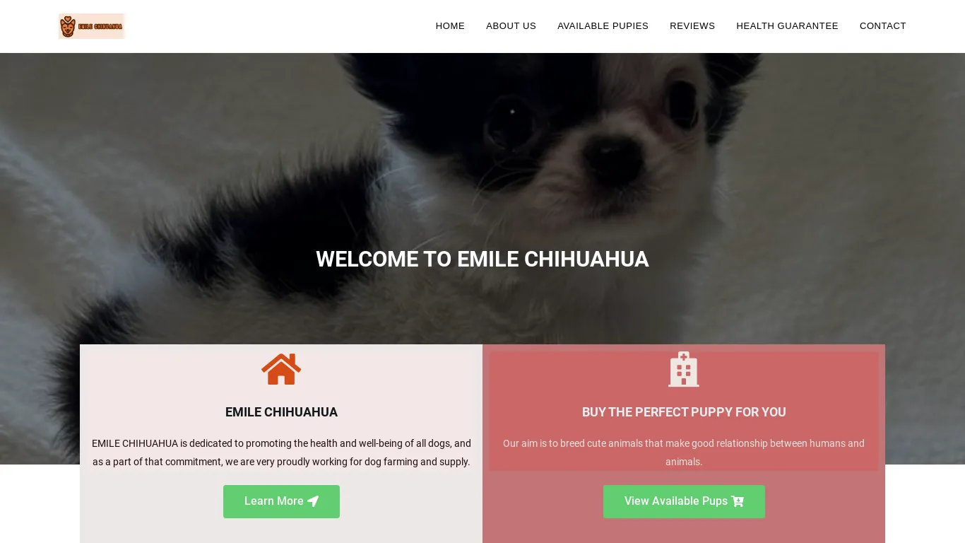 is EMILE CHIHUAHUA – BEST BREEDER legit? screenshot