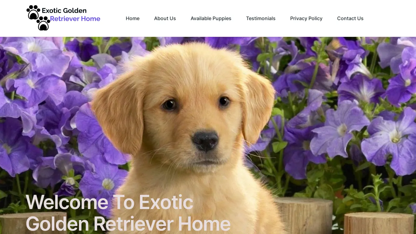 is Exotic Golden Retriever Home – Quality Golden Retriever Puppies legit? screenshot