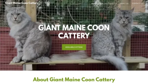 A screenshot of Giantmainecooncattery.com