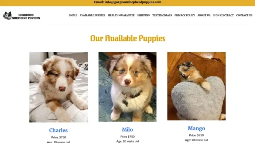 A screenshot of Gorgeousshepherdpuppies.com