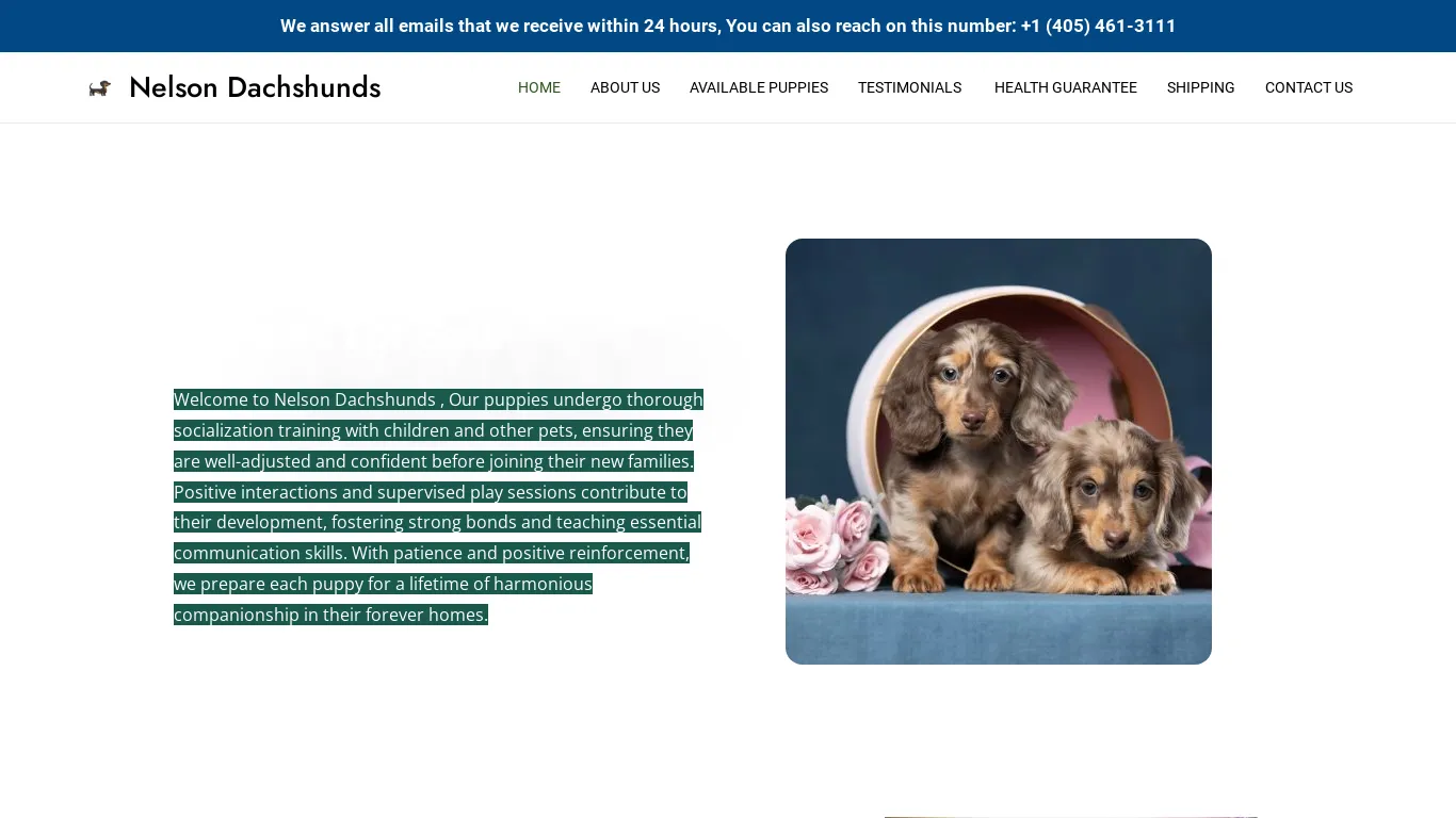 is Nelson Dachshunds – Purebred Dachshund Puppies For Sale legit? screenshot