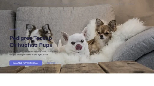 A screenshot of Pedigreeteacupchihuahuapups.com