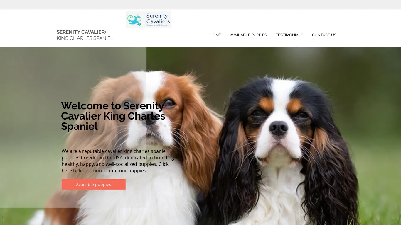 is serenity cavalier king charles spaniel | cavalier king charles spaniel legit? screenshot