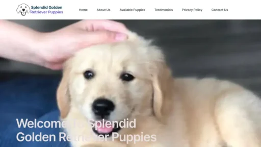 A screenshot of Splendidgoldenretrieverpups.com