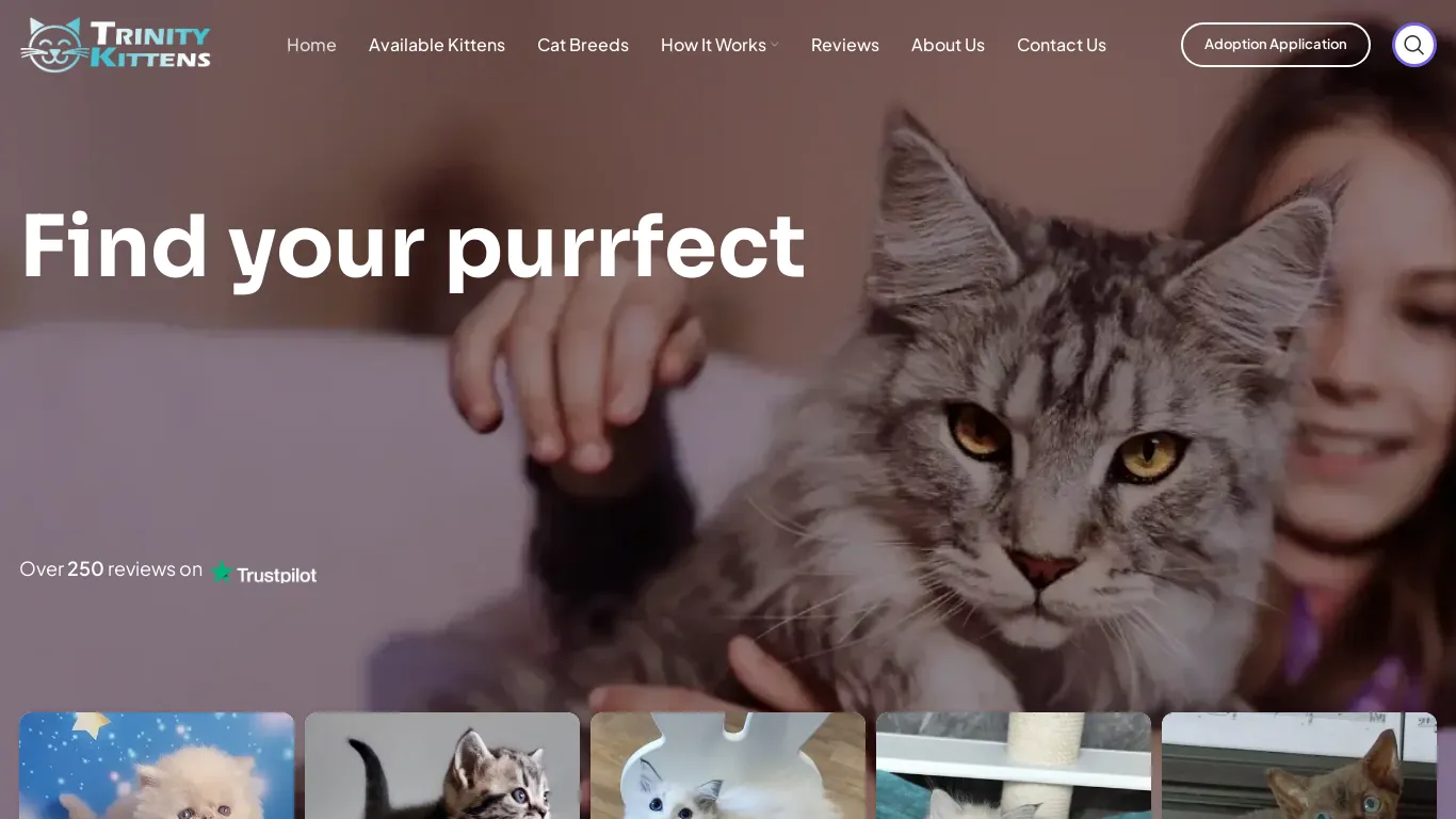 is Trinity Kittens – Kittens for sale at best prices legit? screenshot