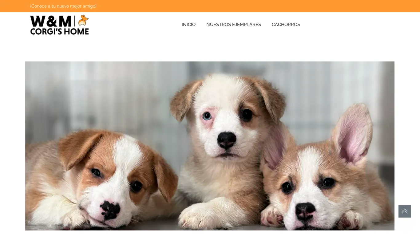 is W&M Corgi's Home legit? screenshot