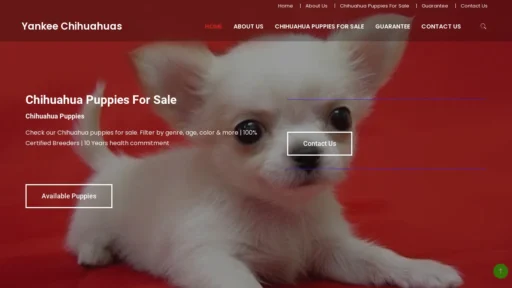 A screenshot of Yankeechihuahuas.com