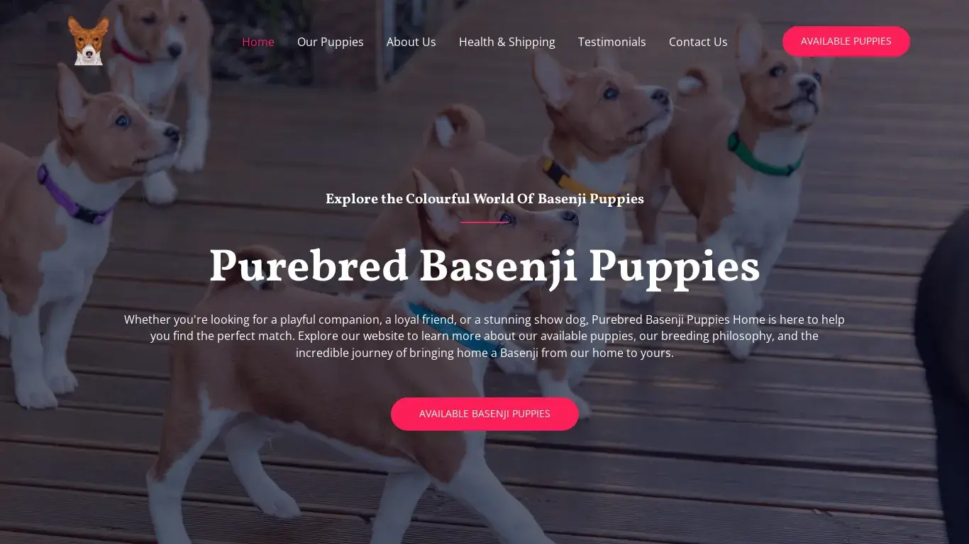 is Basenji Puppy For Sale - Basenji Puppy For Sale Near Me legit? screenshot