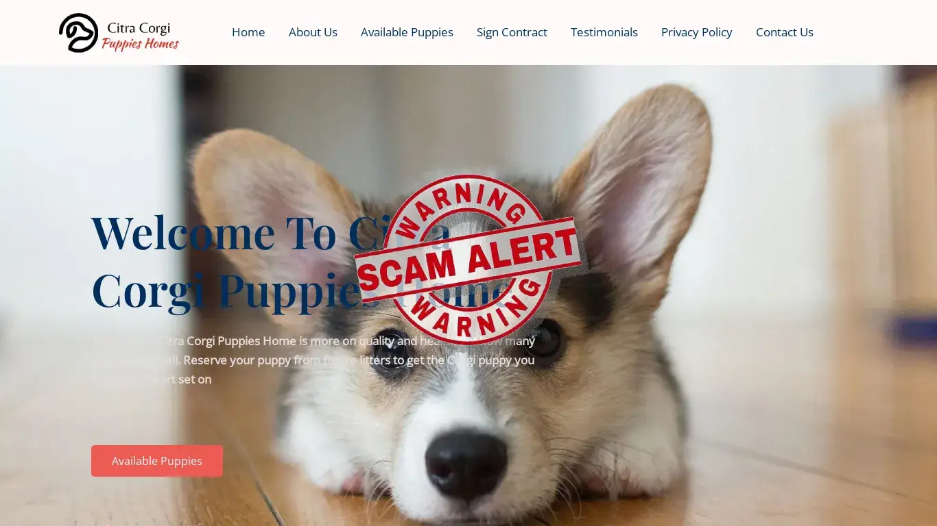 is Citra Corgi Puppies Homes legit? screenshot