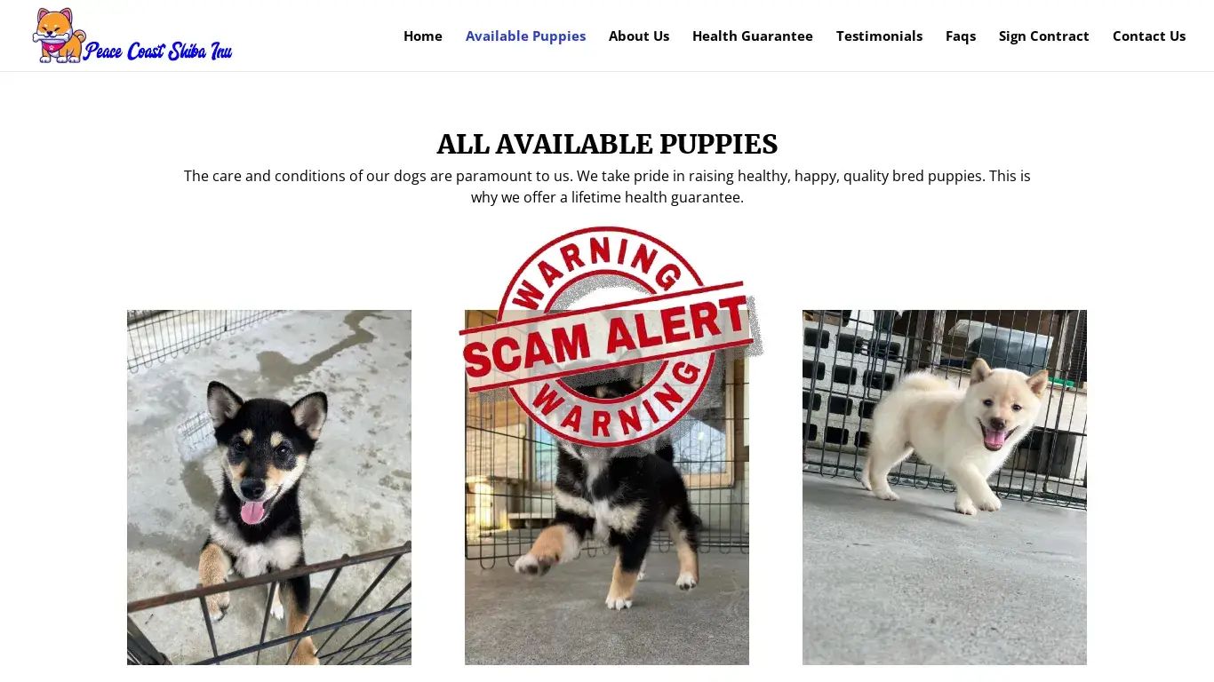 is Peace Coast Shiba Inu | Cute Shiba Inu Puppies For Sale legit? screenshot