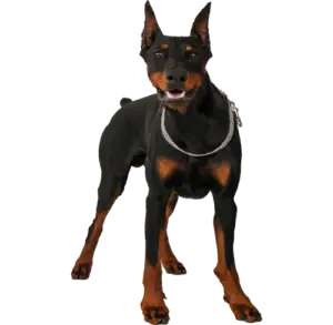 List of known DoberMan Puppy scam websites. Doberman-puppy-scams