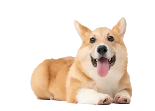 List of known Corgi puppy scam websites.